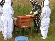 Young Beekeepers at work